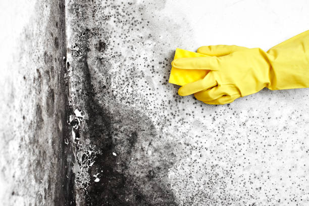 Best Mold Damage Repair  in Mason, TN