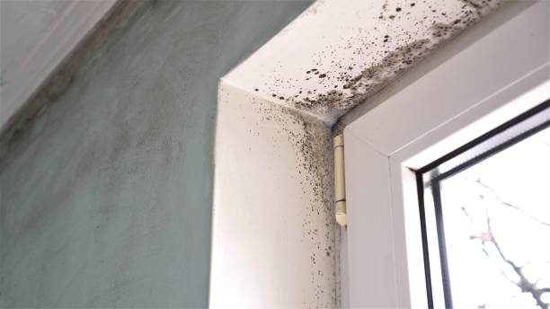 Best Local Mold Removal Service  in Mason, TN