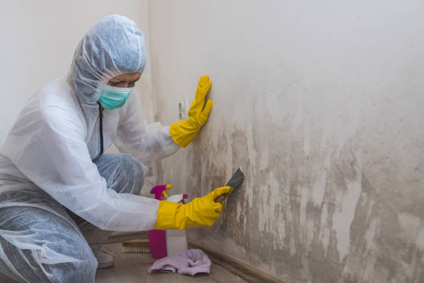 Best Mold Damage Repair  in Mason, TN