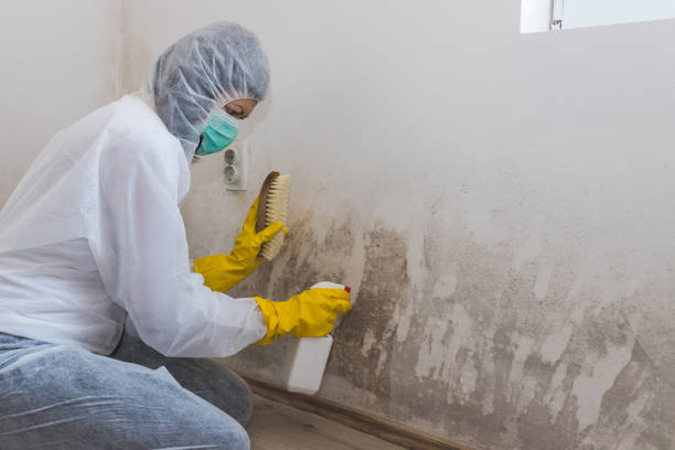 Best Certified Mold Removal  in Mason, TN
