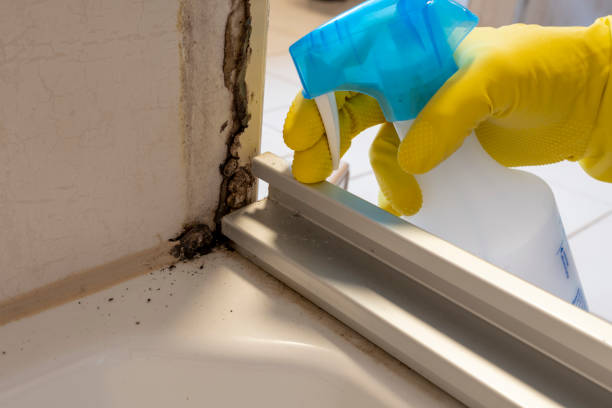 Best Mold Cleaning Services  in Mason, TN