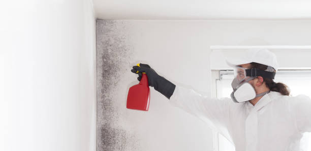 Best Attic Mold Removal  in Mason, TN