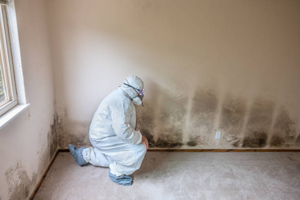 Best Fast Mold Removal  in Mason, TN