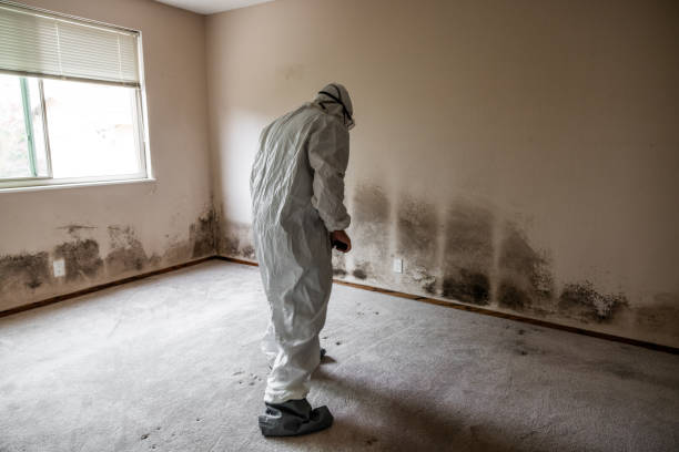 Crawl Space Mold Removal in Mason, TN