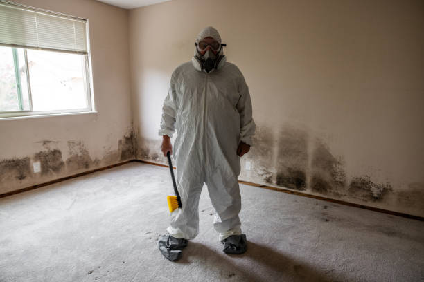 Best Affordable Mold Removal  in Mason, TN