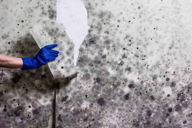 Best Toxic Mold Removal  in Mason, TN