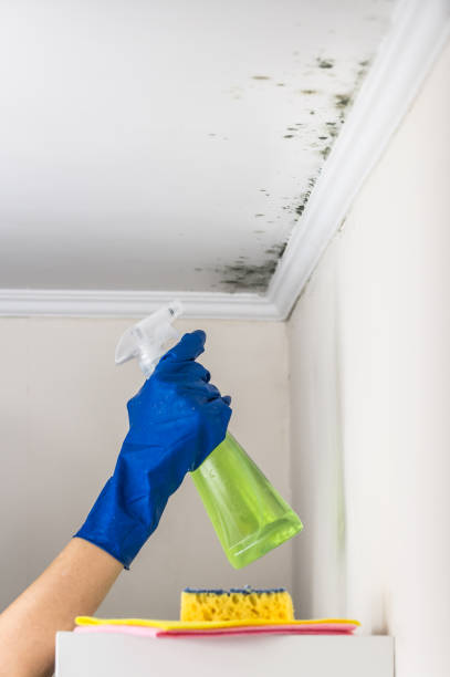 Best Mold Removal Process  in Mason, TN